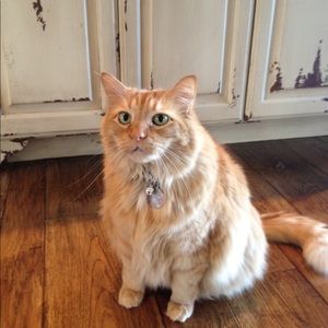 Meet your Posher, Heidi